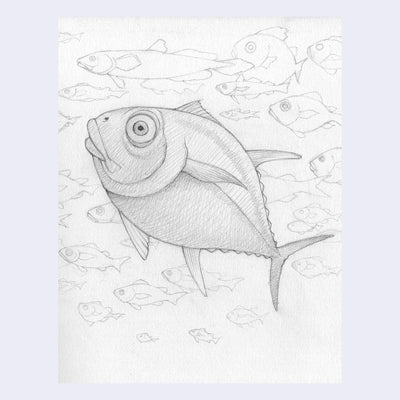 Graphite sketch of a large tuna fish, with simplistic fish in the background.