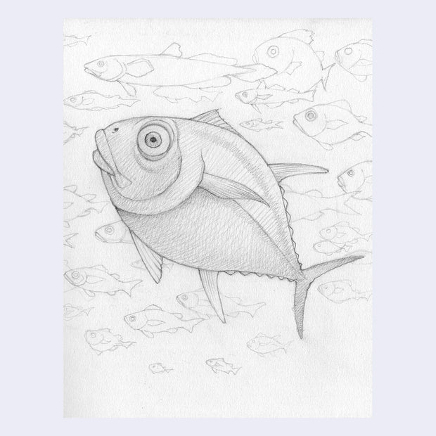 Graphite sketch of a large tuna fish, with simplistic fish in the background.