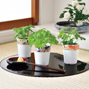 Three small potted plants on a black tray with chopsticks, placed on a tatami mat.