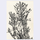 Stylistically messy ink drawing on cream paper of a tree with mostly bare branches.