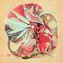 Illustration of a red, white and black beta fish with a very flowy tail, with xbubbles floating around it.