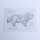 A hand-drawn pencil sketch of a French scent hound on textured paper, featuring a detailed dog illustration and handwritten notes, displayed on a clean white background.