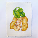 Illustration of 2 peanuts on a leafy stem with a small horse laying in between them, the same size and a similar shape.