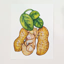 Illustration of 2 peanuts on a leafy stem with a small horse laying in between them, the same size and a similar shape.