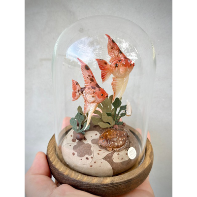 Mixed media sculpture diorama in a glass cloche. 2 orange and brown spotted angel fish swim atop of a flat brown halibut, resting on a brown mound at the bottom of the scene.