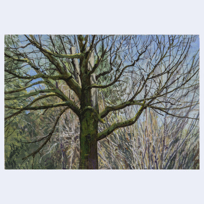 Plein air painting of a very tall tree, completely bare from leaves but with many sprawling branches.