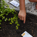 Hand planting a small plant in soil with 'Bee Blend' packaging nearby.