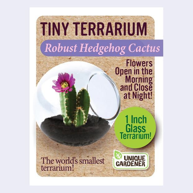 Product packaging for a mini terrarium with seeds for a cactus, the "Robust Hedgehog cactus"