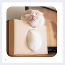 Cat lying in a cardboard box and sleeping.