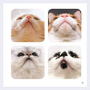 Four close-up images of cats' faces with a focus on their noses.