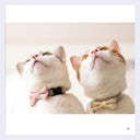 Two cats wearing collars with bows and looking up.