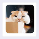Cat peeking out from behind a cardboard box with a blurred background