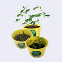 Example of yellow plant pots with sprouts growing in them.