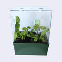 Several Venus Fly Trap plants growing in one rectangle shaped terrarium with the lid on.