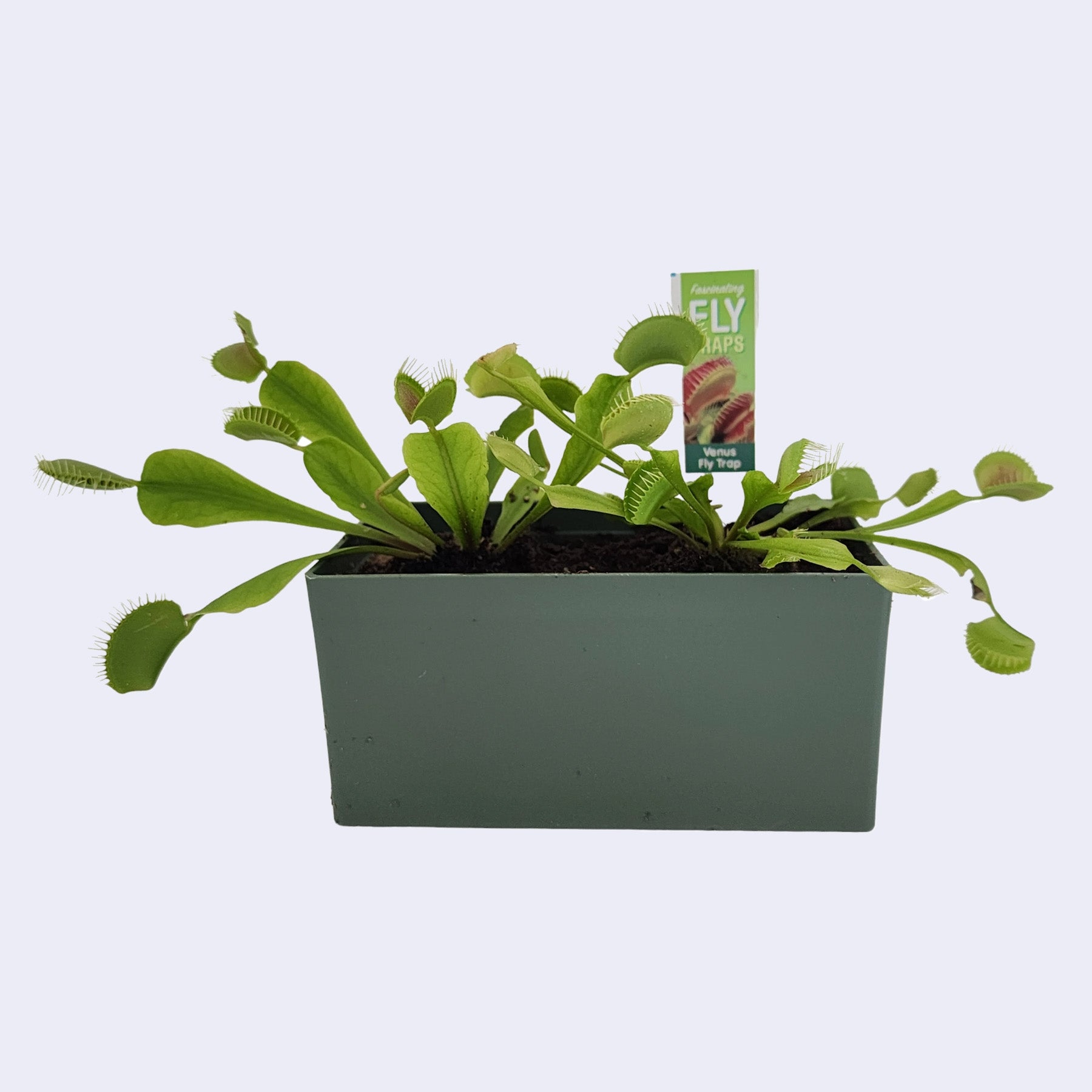 Fascinating Fly Traps Terrarium Kit – GiantRobotStore