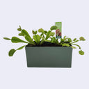 Several Venus Fly Trap plants growing in one rectangle shaped terrarium.