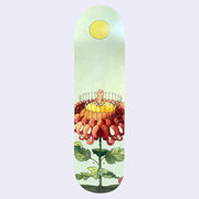 Light green skate deck with an illustration of a large red mum flower, with a yellow center and white dots around. A small tan character sits in the center of the flower. A yellow sun is at the top center of the deck.