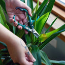 Person trimming a plant with green pruning shears.