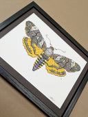 Colorful moth illustration with intricate patterns on a white paper in a black frame.