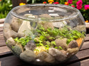 Glass bowl with rocks and plants on a wooden surface