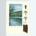 An illustration featuring a painted landscape of Mongaup Pond with trees, hills, and water, alongside three labeled dragonfly larvae specimens and a dark textured specimen on the right, photographed against a plain light background.