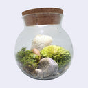 Glass terrarium with cork lid containing moss, rocks, and a small plant on a white background