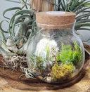 Glass terrarium with plants on a wooden surface