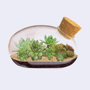 Terrarium with succulents inside a glass dome on a white background