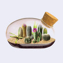 Terrarium with cacti and succulents inside a glass container with a cork lid on a light gray background.