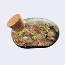 Terrarium with plants growing inside on a light gray background