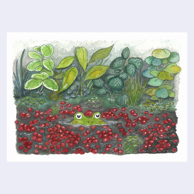 Ink and watercolor drawing of a frog peeping out of the water of a cranberry bog, with a single cranberry atop its head and many around it, with leaves and greenery behind it.