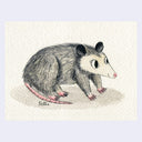 Illustration of a possum on textured paper with 'Nellie' signed at the bottom.