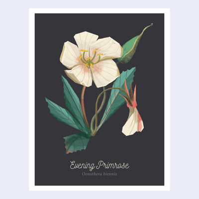 Scientific style illustration on solid black background of an evening primrose, with its latin name accompanying.
