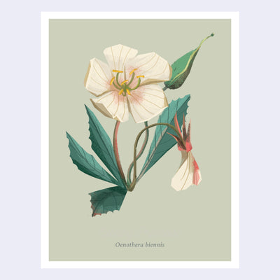Scientific style illustration of an evening primrose flower on a solid sage green background, with its latin name.