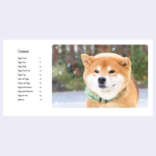 Open 2 page excerpt featuring photograph of a shiba inu with a green collar on a white background with text on the left side.