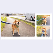 2 page excerpt of 3 photos of a Shiba Inu dog, getting pulled by a leash and sitting stubbornly.