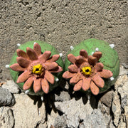 Ceramic sculpture of a pair of peyote cacti, with small white spikes and large blossomed pink flowers in the center.