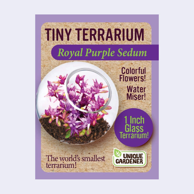 Tiny Terrarium Sedum Flower Growing Kit (Assorted)