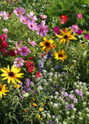 Colorful flower garden with a variety of flowers including yellow, purple, and white.