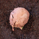 Brown clay stone on a dark brown soil background