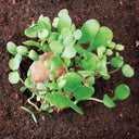 Small green plants growing from a round, brown stone in soil