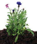 Plants with purple flowers growing in soil on a white background