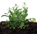 Green plants growing in soil on a white background