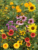 Colorful flower garden with a variety of flowers including sunflowers, pink and purple blossoms.