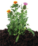 Plants with flowers growing in soil on a white background