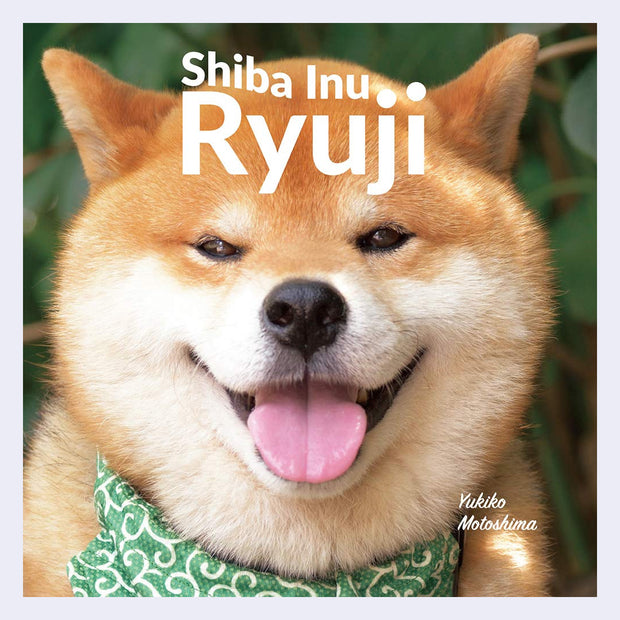 Shiba Inu dog with a green patterned collar with text overhead that reads "Shiba Inu Ryuji"