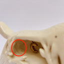 A cream colored ceramic wolf, with an opening in its body that holds gold charms, hanging from wire. Surrounded the opening are ceramic vine shapes.