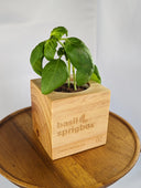 A small green basil plant growing in a square light wood planter box engraved with 'basil sprigbox', placed on a round wooden tray against a light gray background.