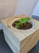 A small wooden cube planter with a circular white insert holding soil and two green seedlings, photographed close up on a dark surface with a blurred light background.