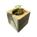 Bonsai tree grow kit with young plants in a wooden block on a white background